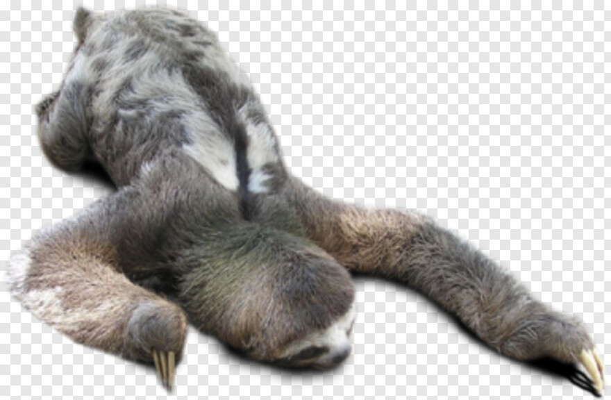 sloth # 429242