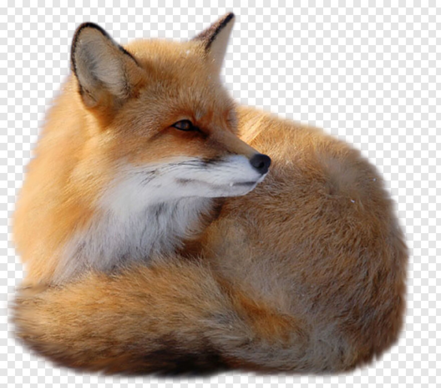 fennec-fox # 814877