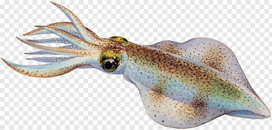 squid # 612851