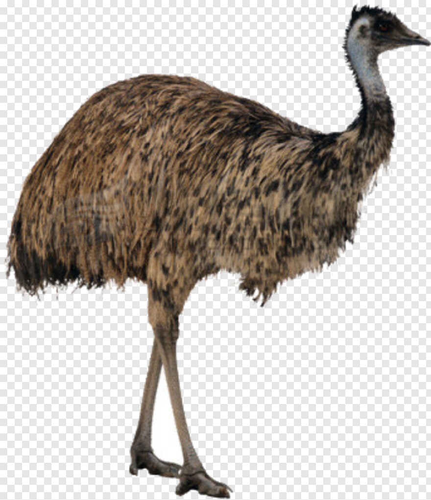 ostrich # 763860