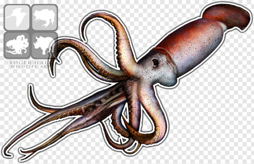 squid # 798765