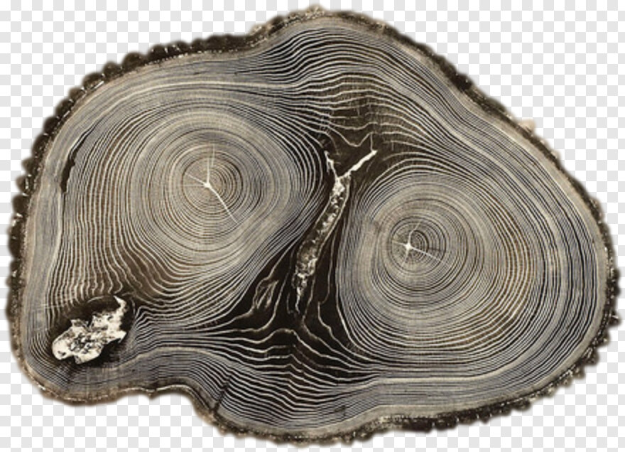 tree-stump # 540508