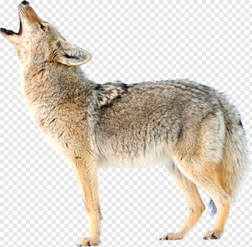 coyote # 949082