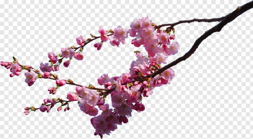 japanese-cherry-blossom # 460459