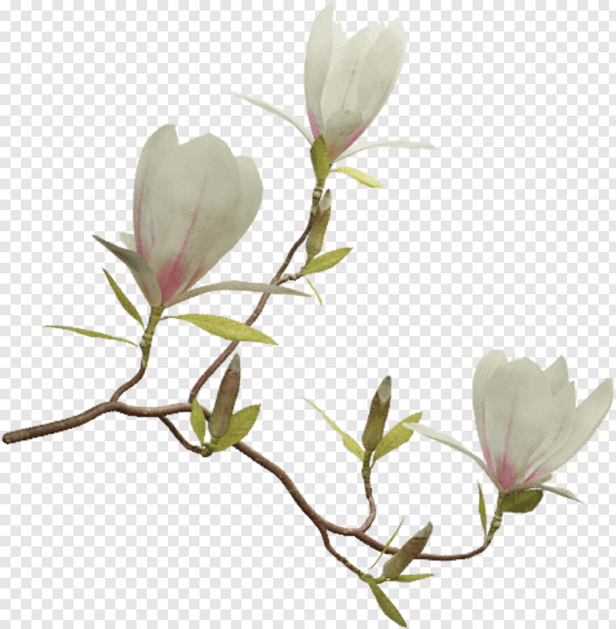 magnolia # 705373