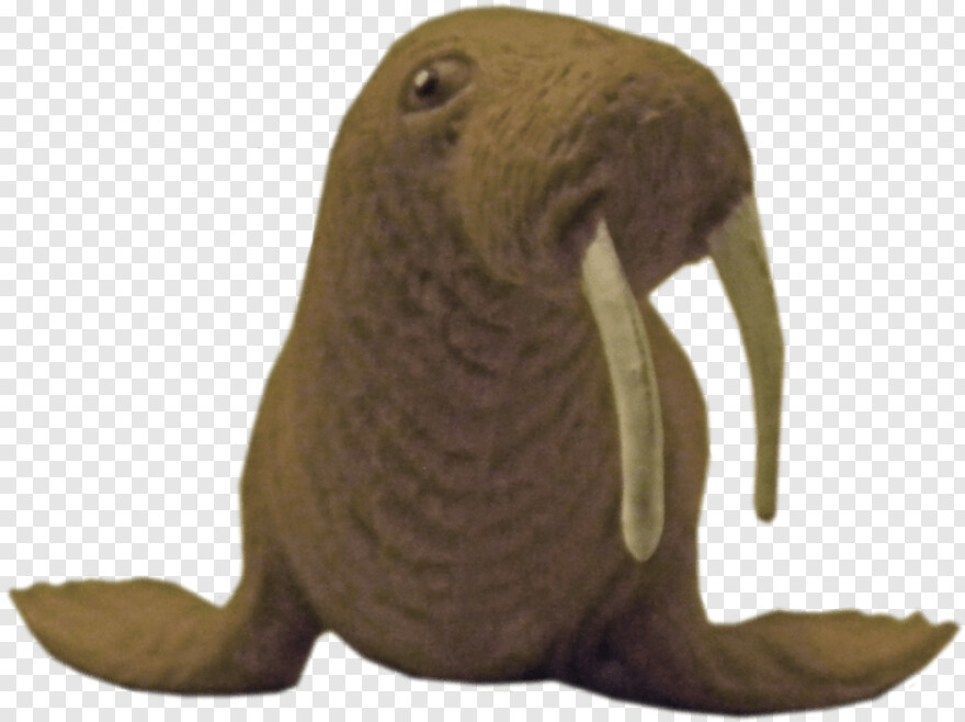 walrus # 678617