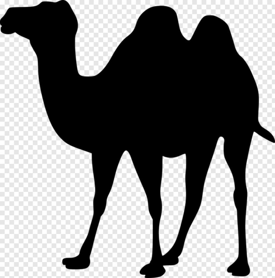 camel-vector # 511745