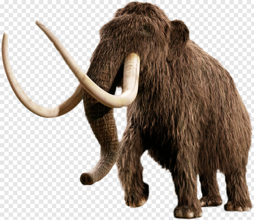 mammoth # 704236