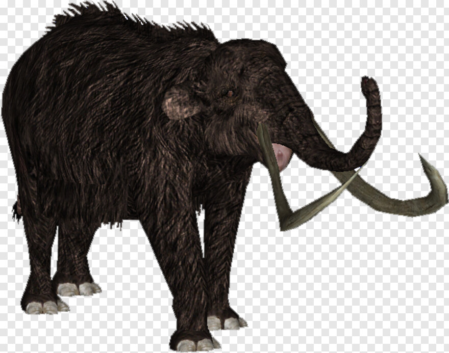 mammoth # 704213