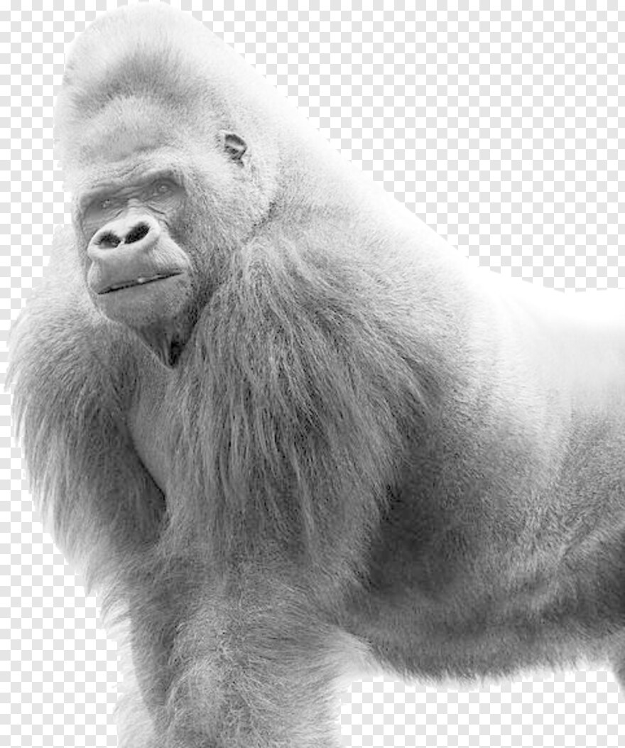 gorilla-face # 788523