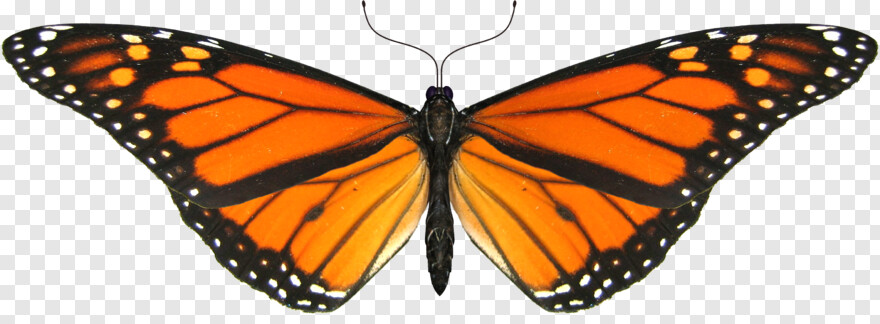 monarch-butterfly # 385161