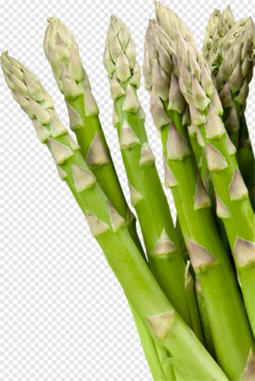 asparagus # 468431