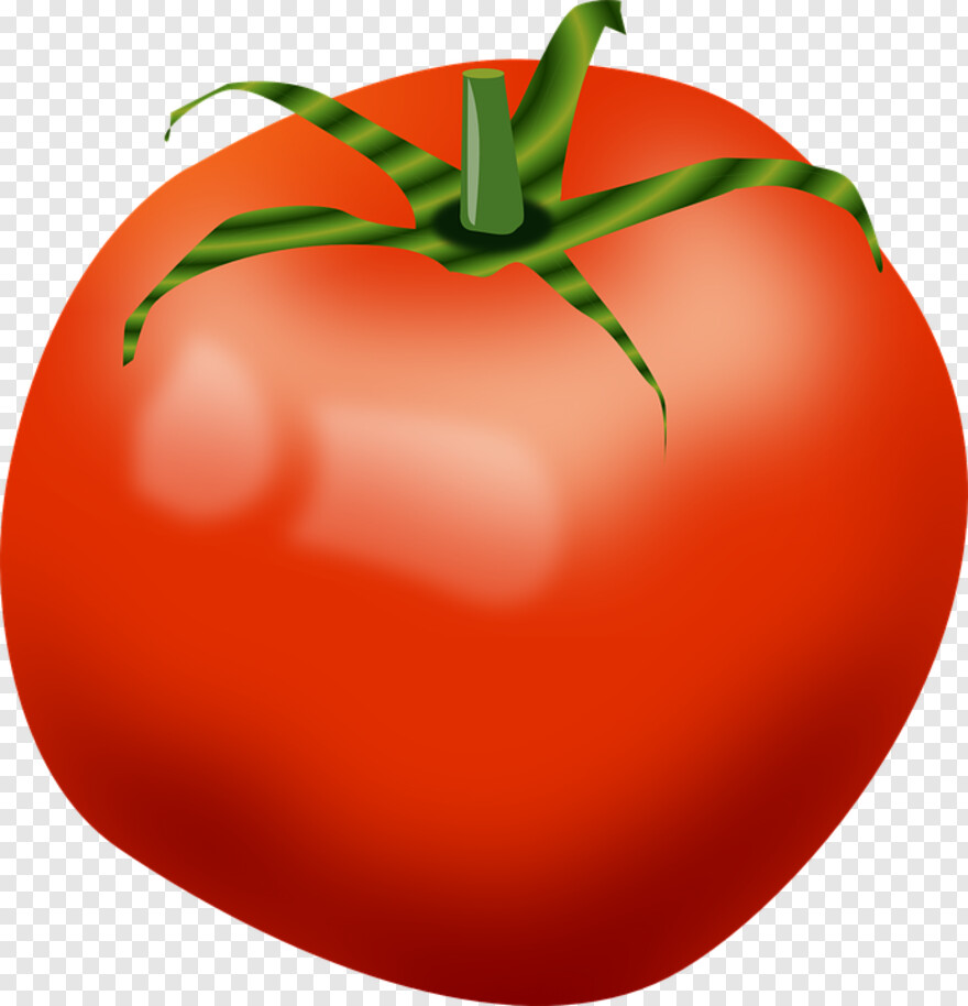 tomato-plant # 480195