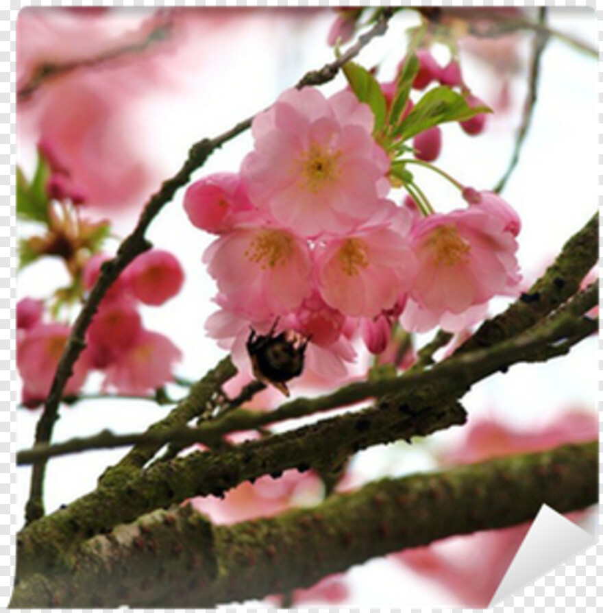 cherry-blossom-petals # 344388