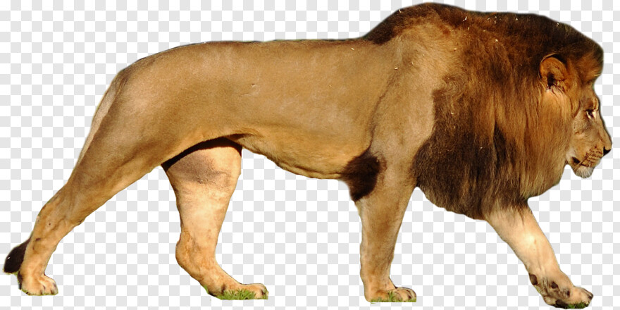 lion-roar # 387685
