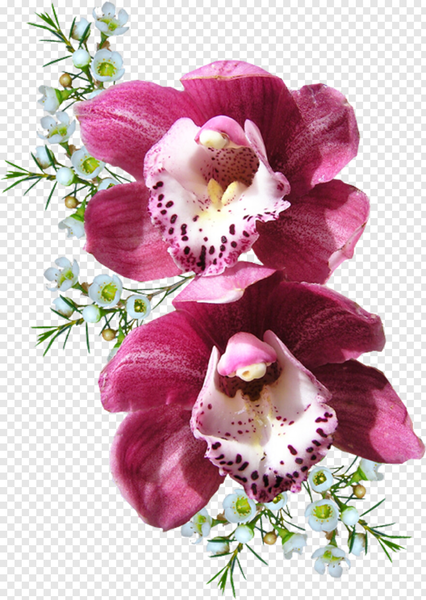 orchid # 668330