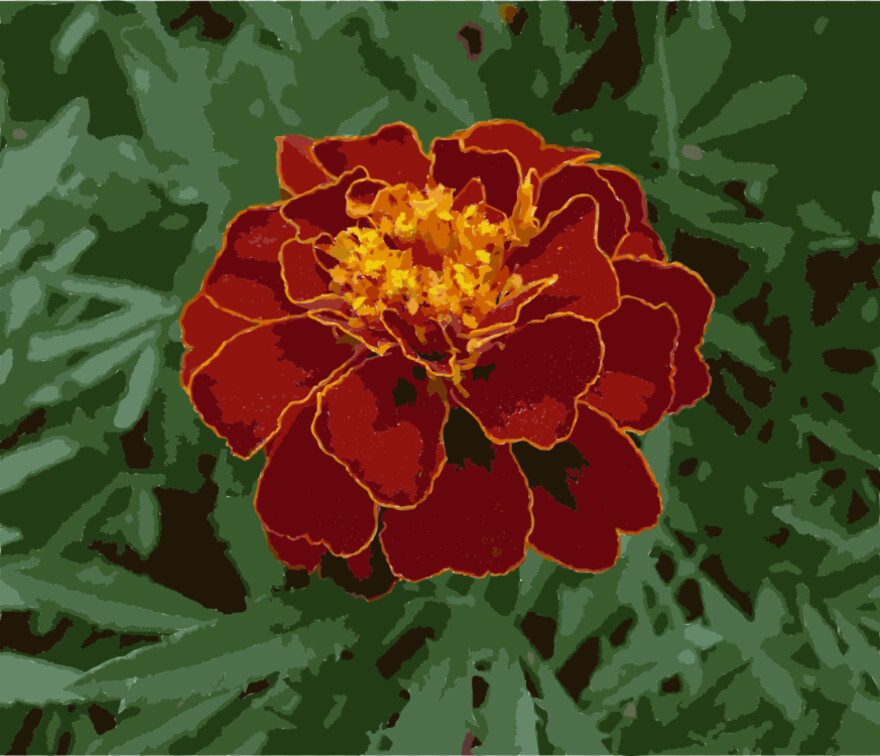 marigold-flower # 507952