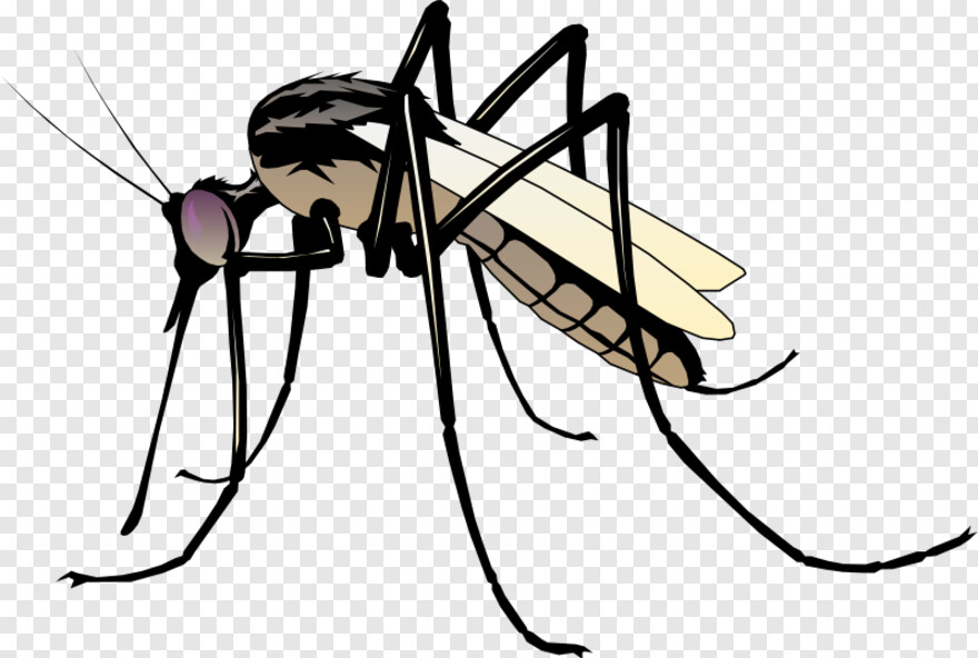 mosquito # 745698