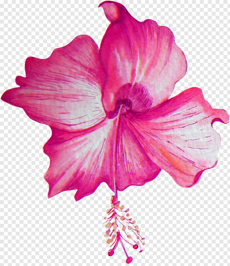 hibiscus-flower # 384809