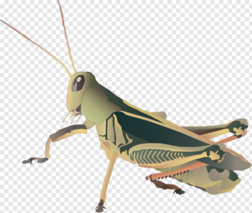 grasshopper # 783375