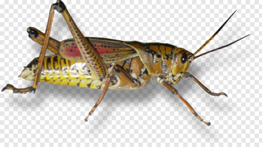 grasshopper # 542449
