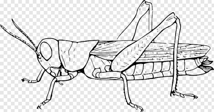 grasshopper # 511635