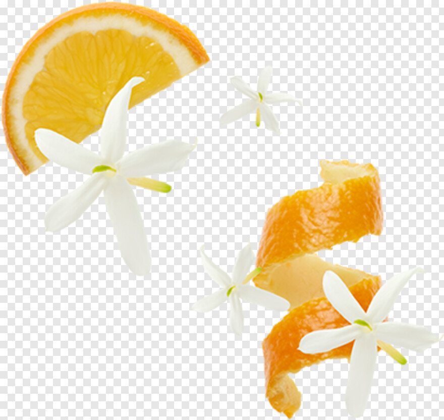 orange-flower # 344502