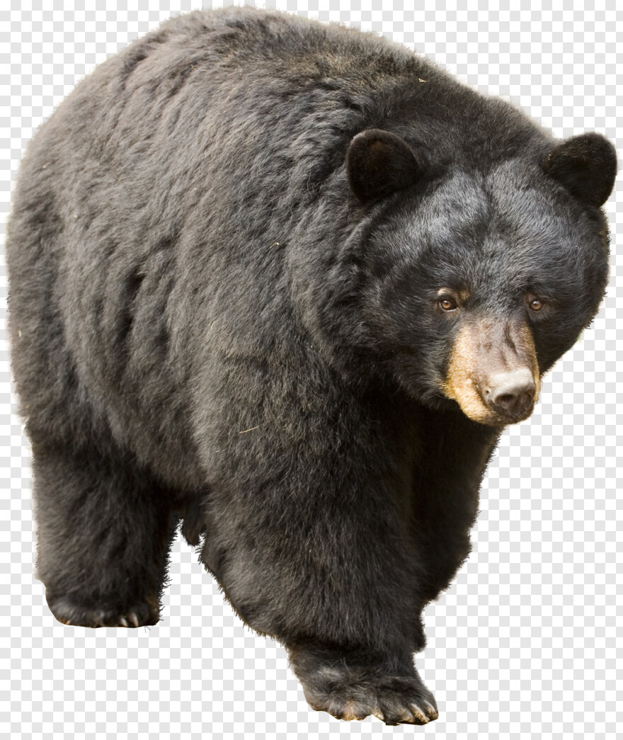  Bear Face, Black Bear, Bear, Smokey The Bear, Bear Claw, Cute Bear
