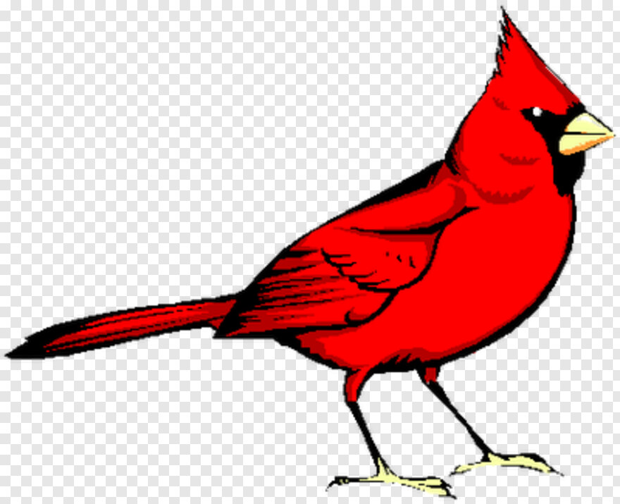 cardinal # 360807