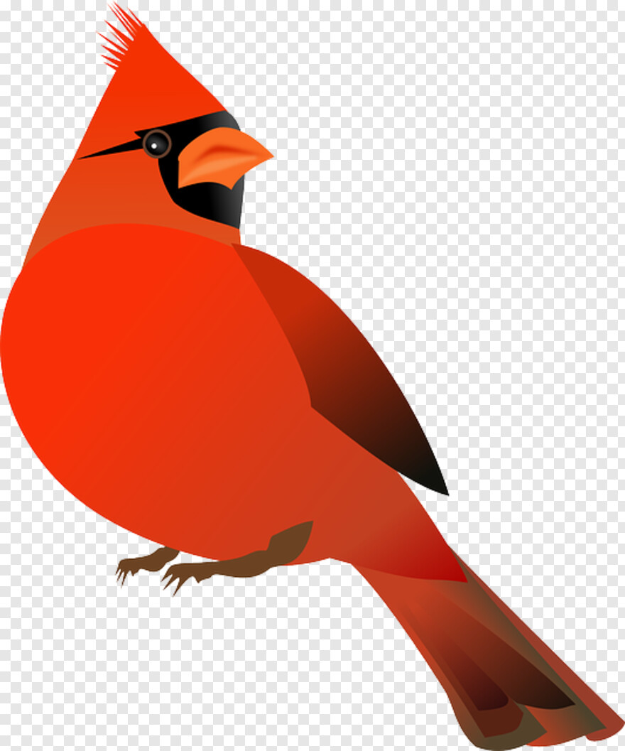 cardinal # 360811