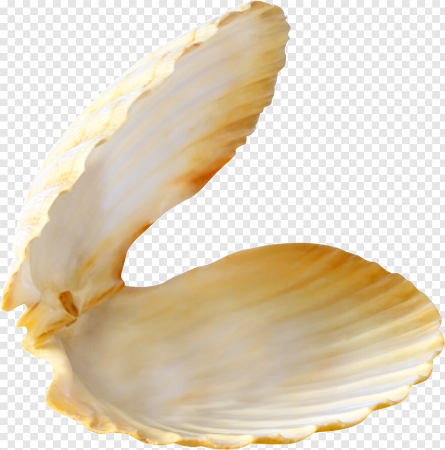 clam-shell # 391135
