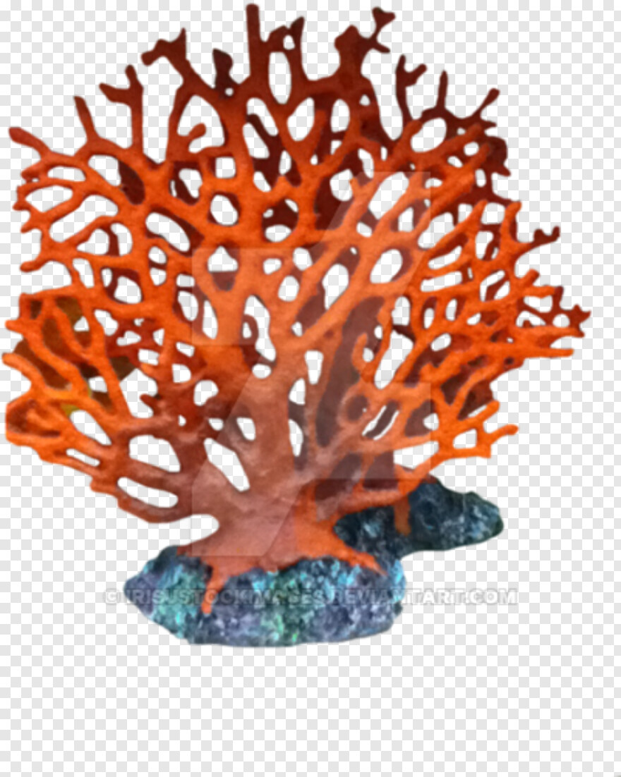 coral # 429156