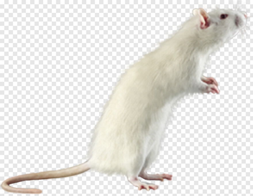 mouse-icon # 429151