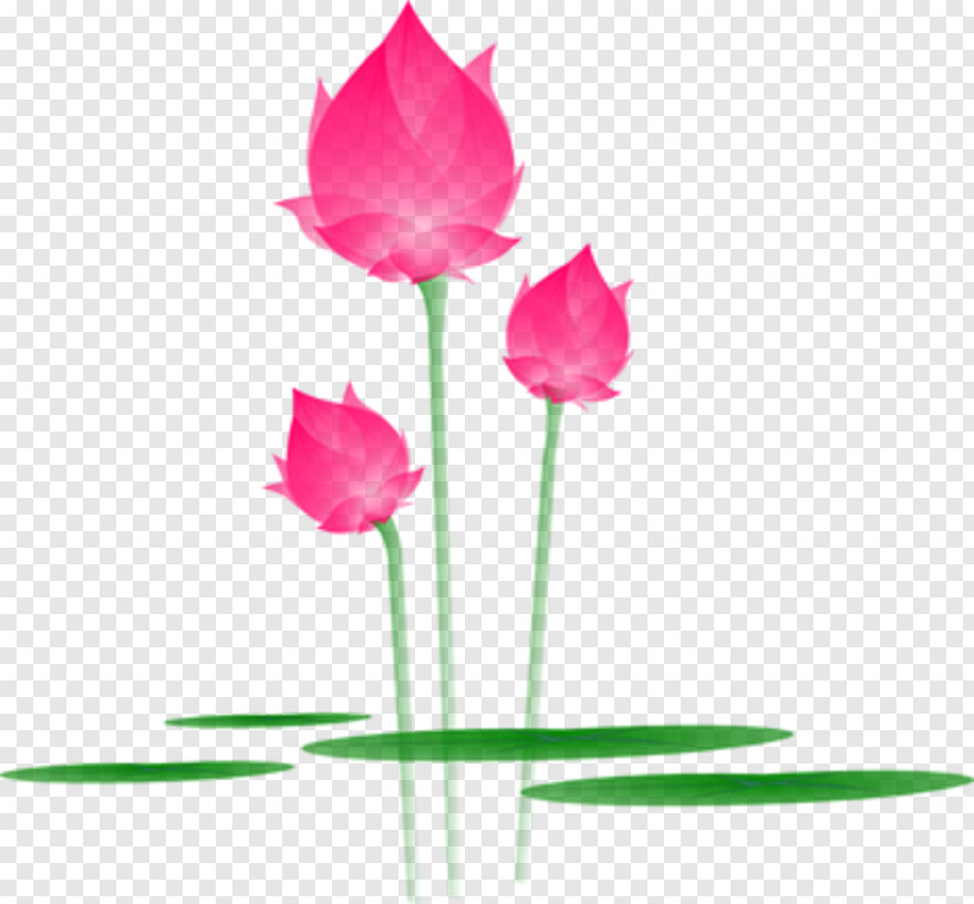 lotus-flower # 344656