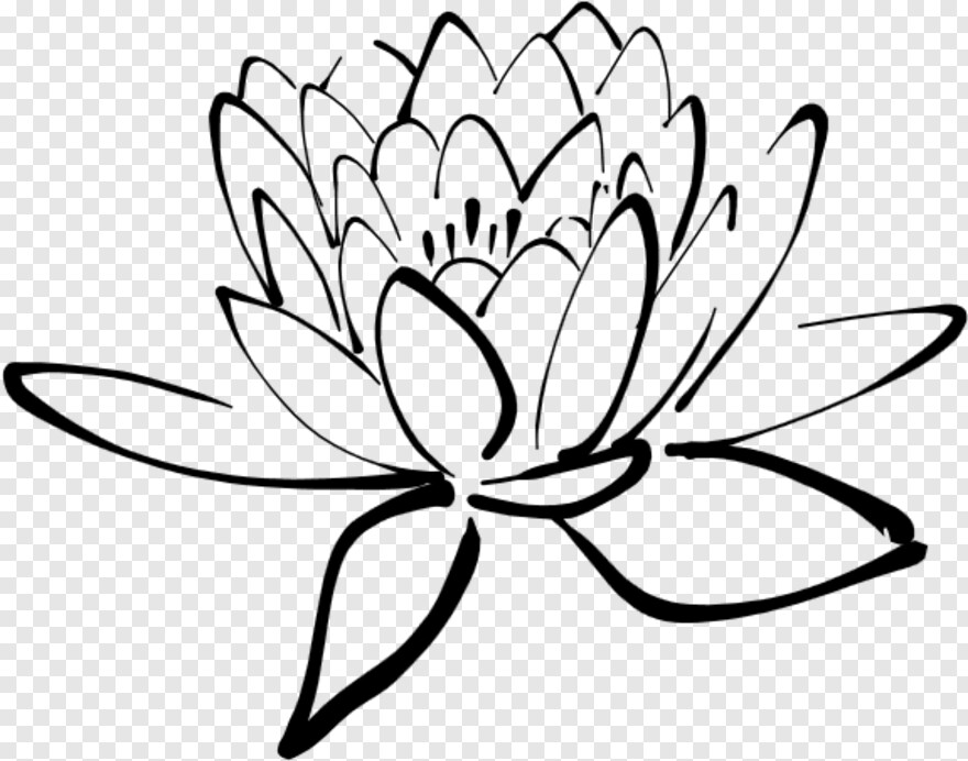  Lotus Flower, Lotus, Ed Edd N Eddy, In N Out