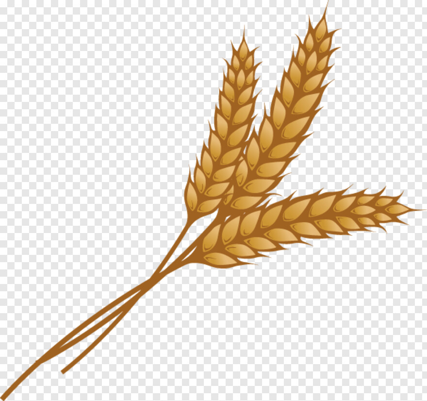 wheat-stalk # 361995