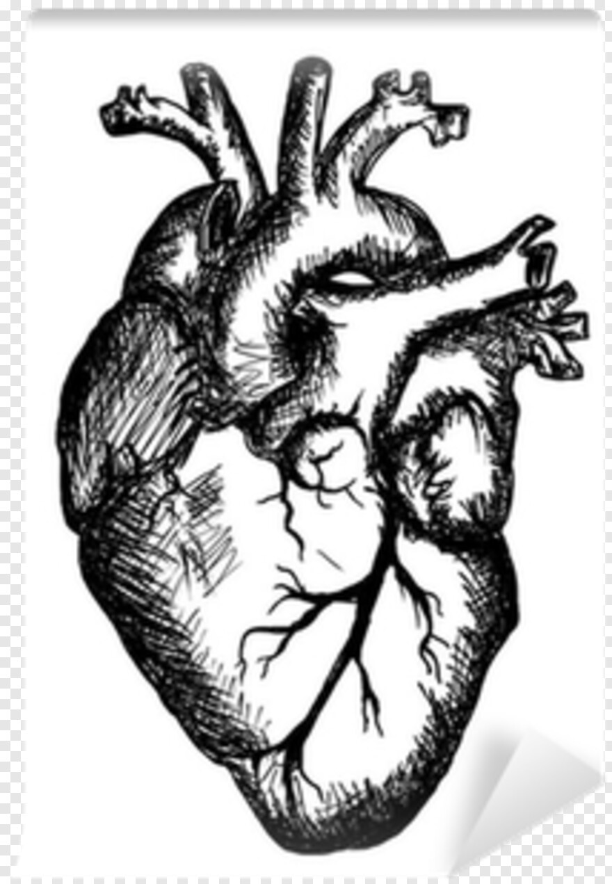 human-heart # 495451