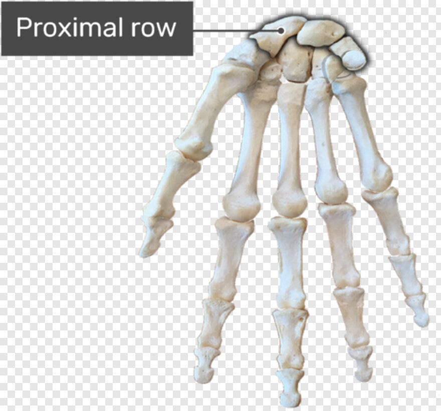 pile-of-bones # 333815