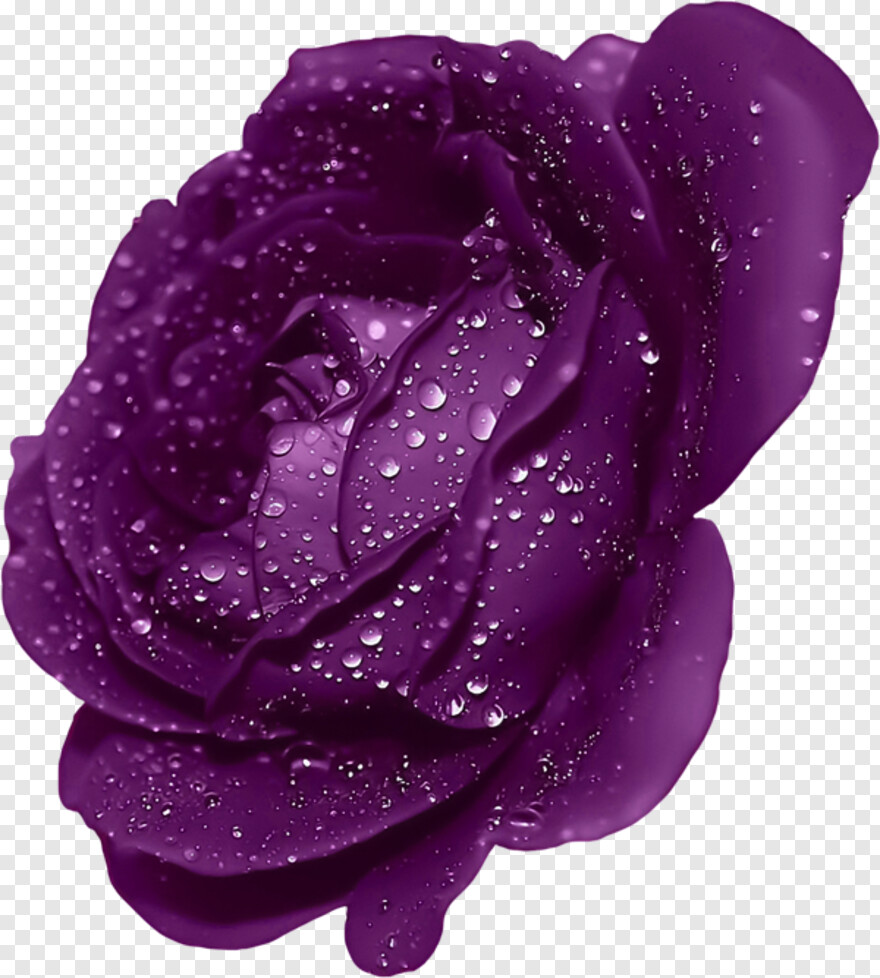 rose-flower-vector # 343144