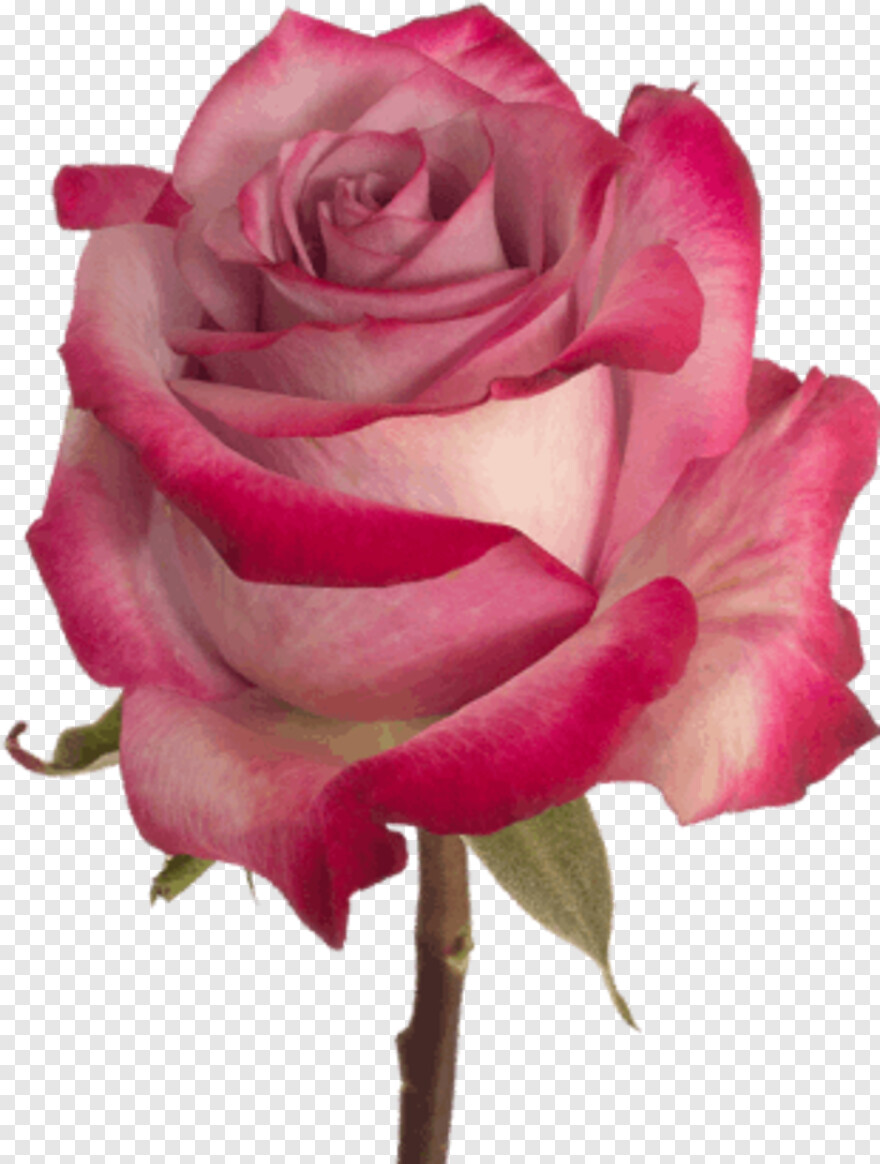 rose-flower-vector # 919217