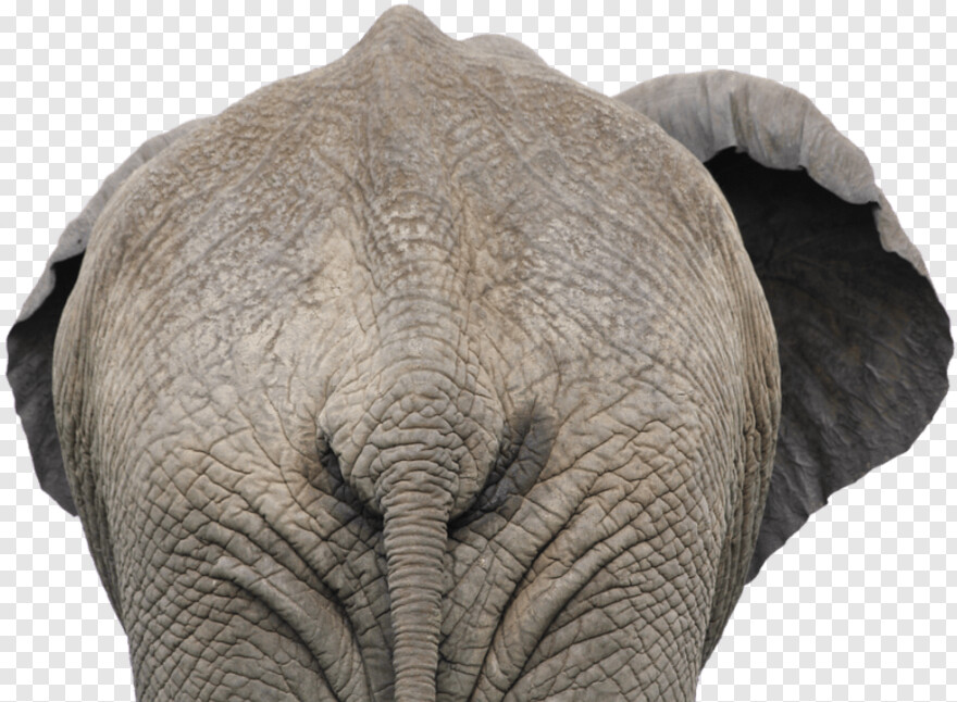 elephant-silhouette # 558112