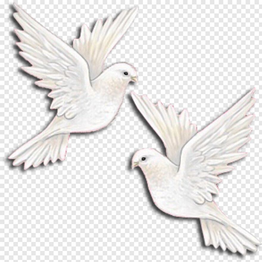 doves-flying # 438581