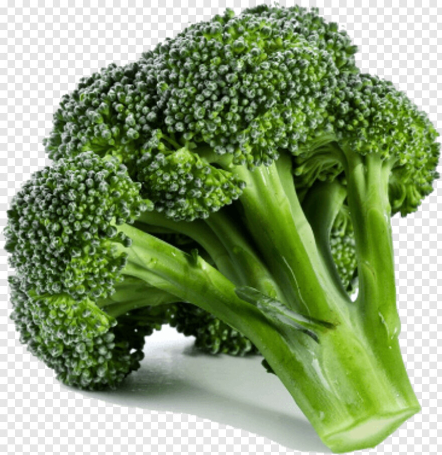 broccoli # 511516