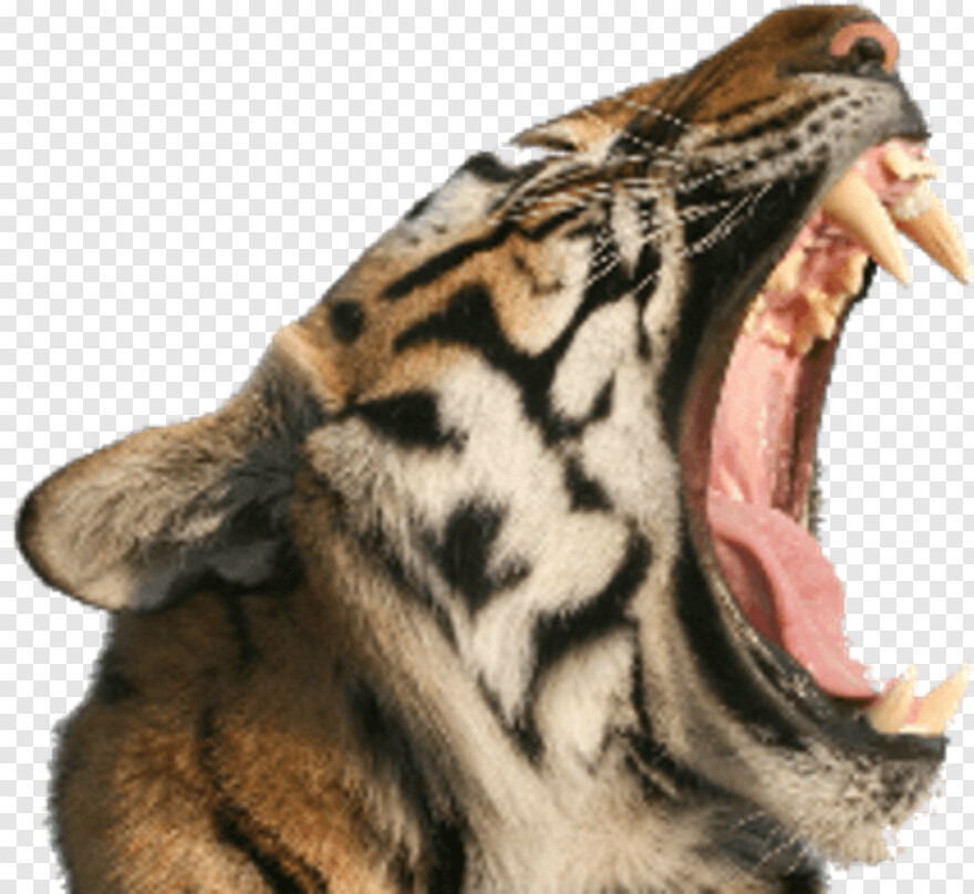  Tiger, Tiger Head, Tiger Face, Tiger Stripes, Tiger Paw, Open Mouth