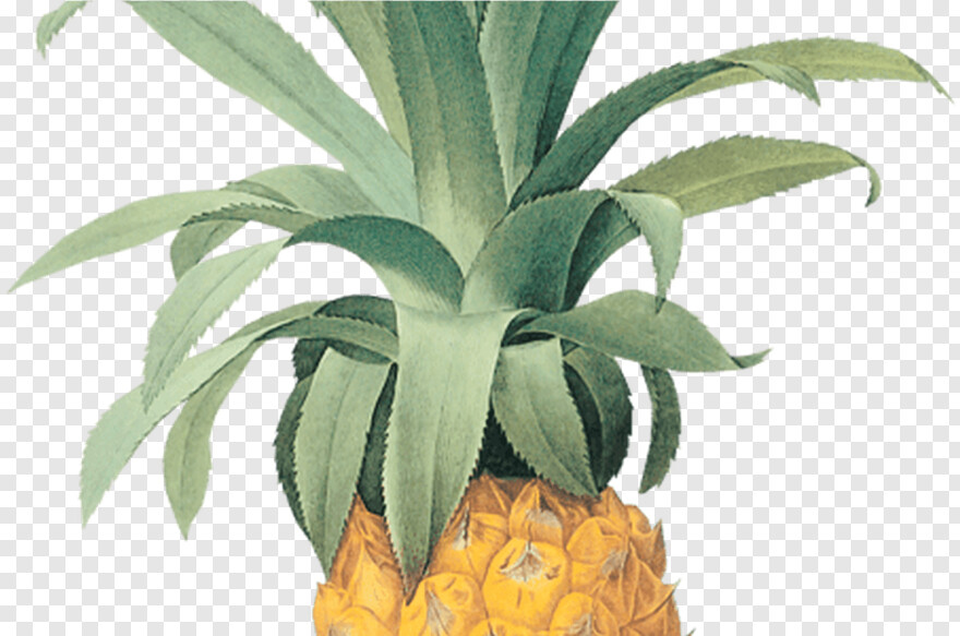 pineapple-juice # 326998
