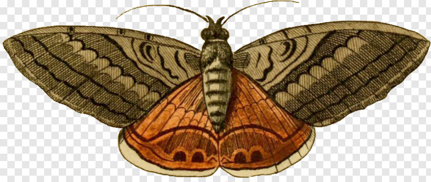 moth # 685781