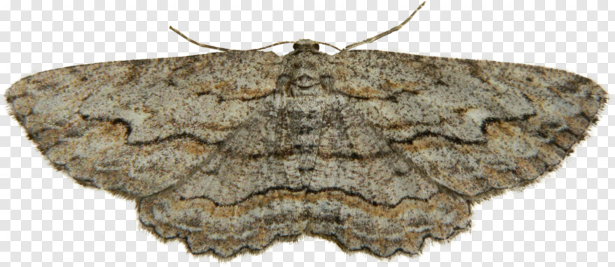 moth # 685777