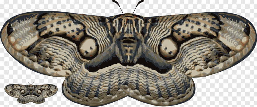 moth # 939645