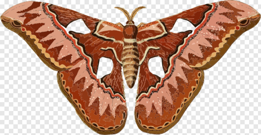 moth # 723766