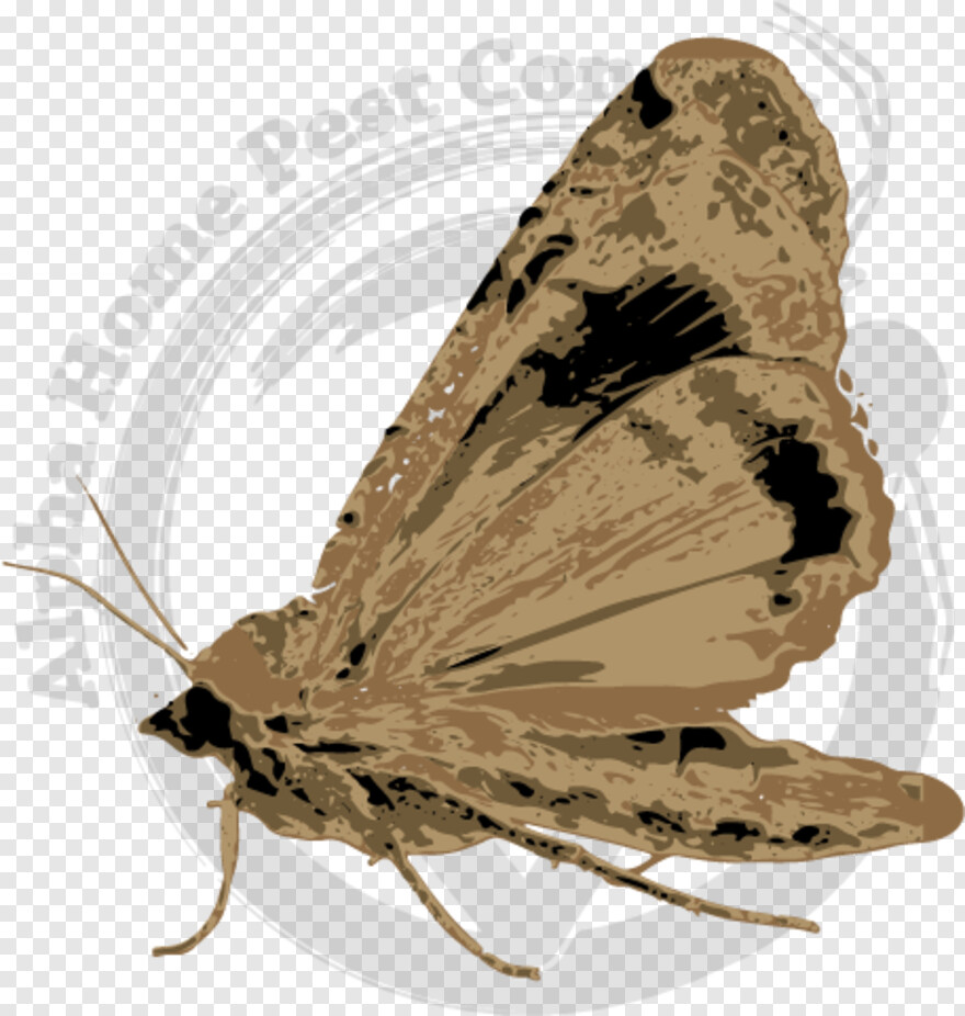 moth # 685773